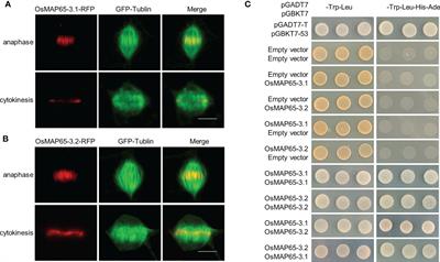 Rice microtubule-associated protein OsMAP65-3.1, but not OsMAP65-3.2, plays a critical role in phragmoplast microtubule organization in cytokinesis
